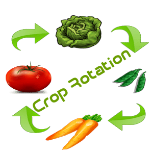 Crop Rotation