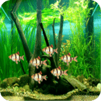 Tiger Barb 3D Live Wallpaper