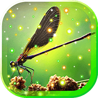 Dragonfly Summer HD LWP