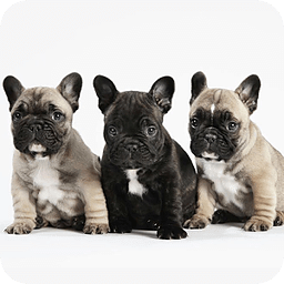 French Bulldogs