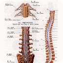 透过脊椎看健康