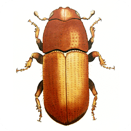 Forest Insect Pests