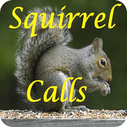 Squirrel Calls