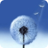 Galaxy S III Dandelion Live Wallpaper