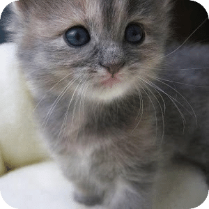 Kitten Slideshow