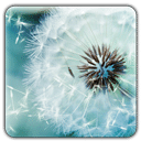 Dandelion Live Wallpaper