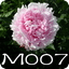 善之善单词中学英语版 第七辑