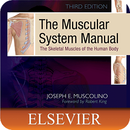 The Muscular System Manual