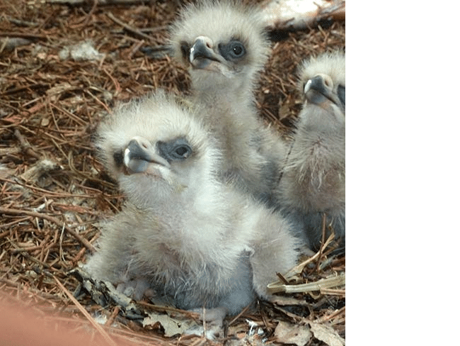 Eagle Nest Cam