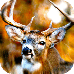 Deer Hunts