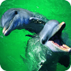 海豚壁纸(高清版)