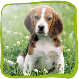 3D Beagle