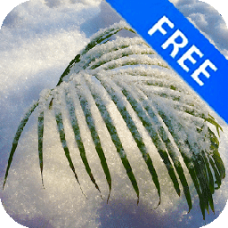 3D Tender Snowy Palm Free