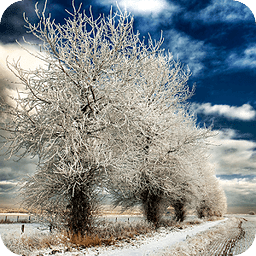 Cold Frozen Trees with r...