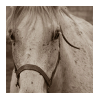 Horse Photo Free