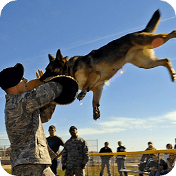 Crazy Attack Dog Live WP