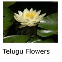 Telugu Flowers