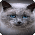 Blue Eyed Kitty Live Wallpaper