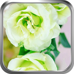 唯美白玫瑰-绿豆动态壁纸