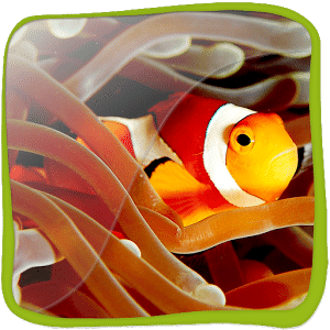 Clown Fish 3D