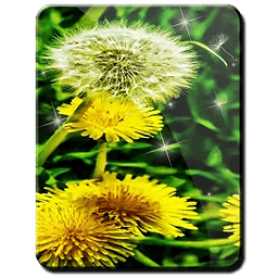 Free Romantic Dandelion ...