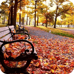 秋天伤感风景动态壁纸