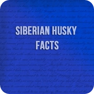 Siberian Husky Facts