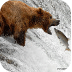 Katmai Bears