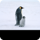 企鹅难题