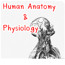 Human Anatomy Physiology