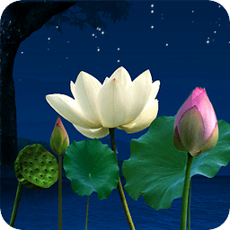 Lotus Pond Live Wallpape...