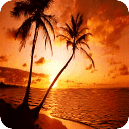 Beach Palm Live Wallpaper