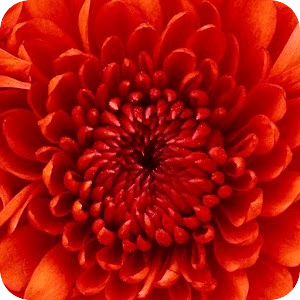 wallpaper chrysanthemum