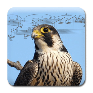 Song of the Birds + Ringtones