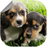 Cute Puppy Wallpapers