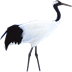 丹顶鹤导航