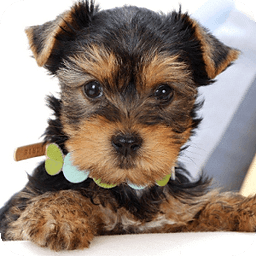 Yorkshire Terrier pt