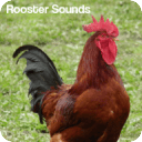 Rooster Sounds