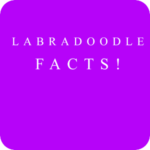 Labradoodle Facts