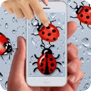 Transparent Lady Bug Smasher