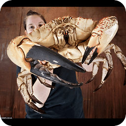 Tasmanian King Crab