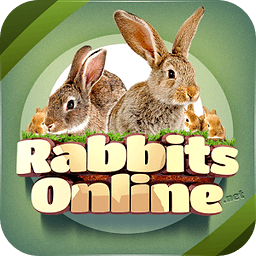 Rabbit Forum