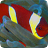 Fish Lore Aquarium Forum