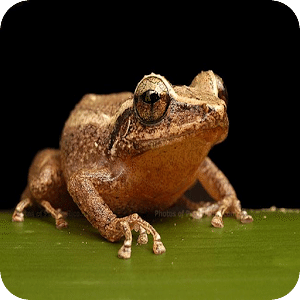 El Coqui Musical