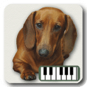 Piano of Dogs