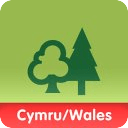 Forests Wales