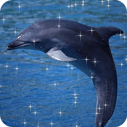 Jumpin Dolphin