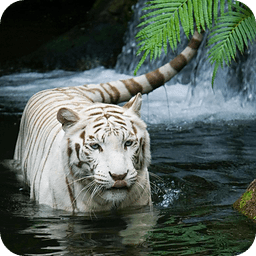 White Tiger