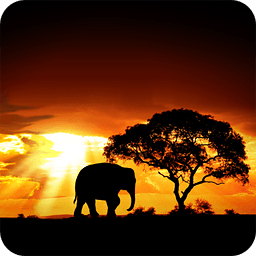 African Sunset Live Wallpaper