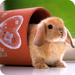 Cute Animal Wallpaper 7